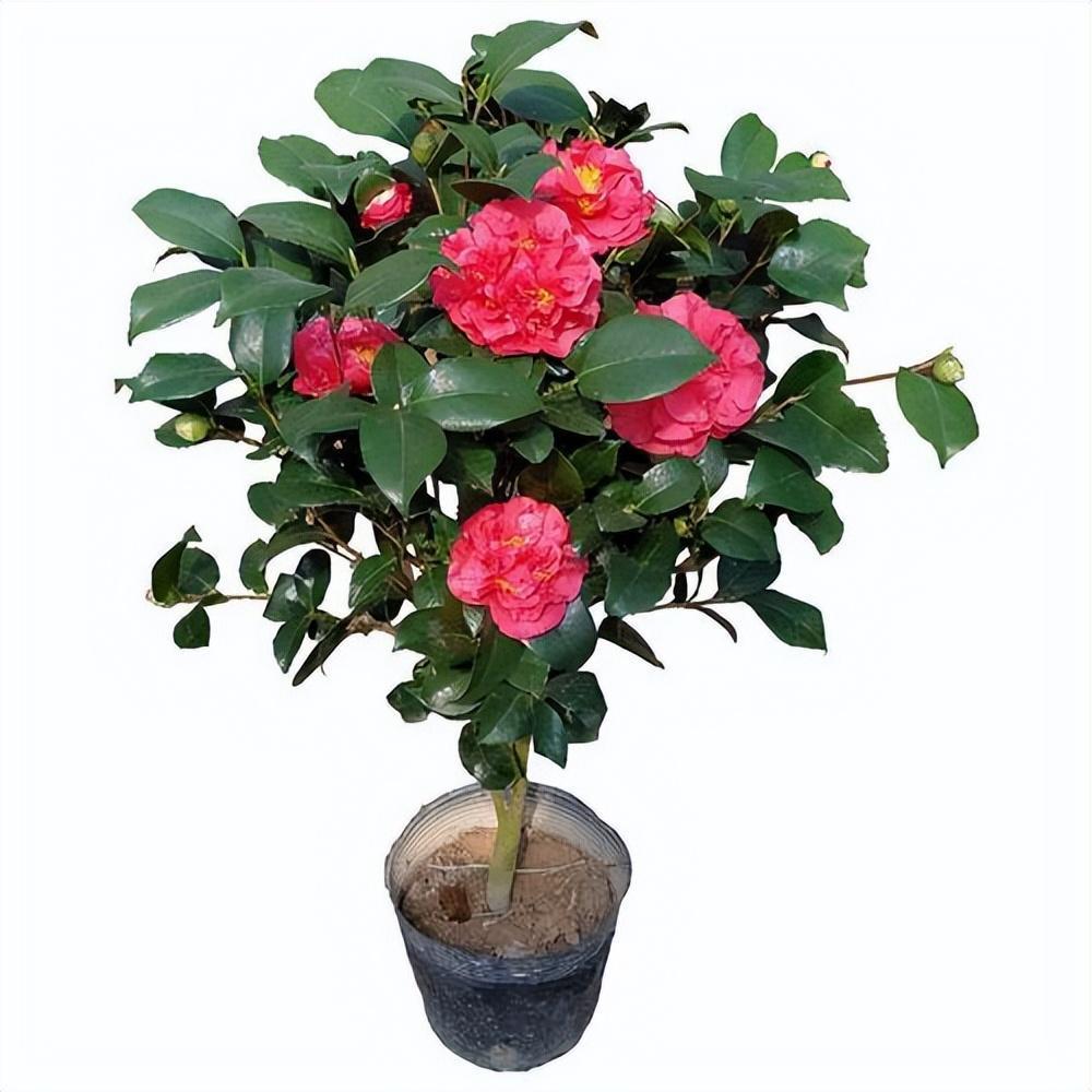 "顶级"茶花克瑞墨,一开就是小半年