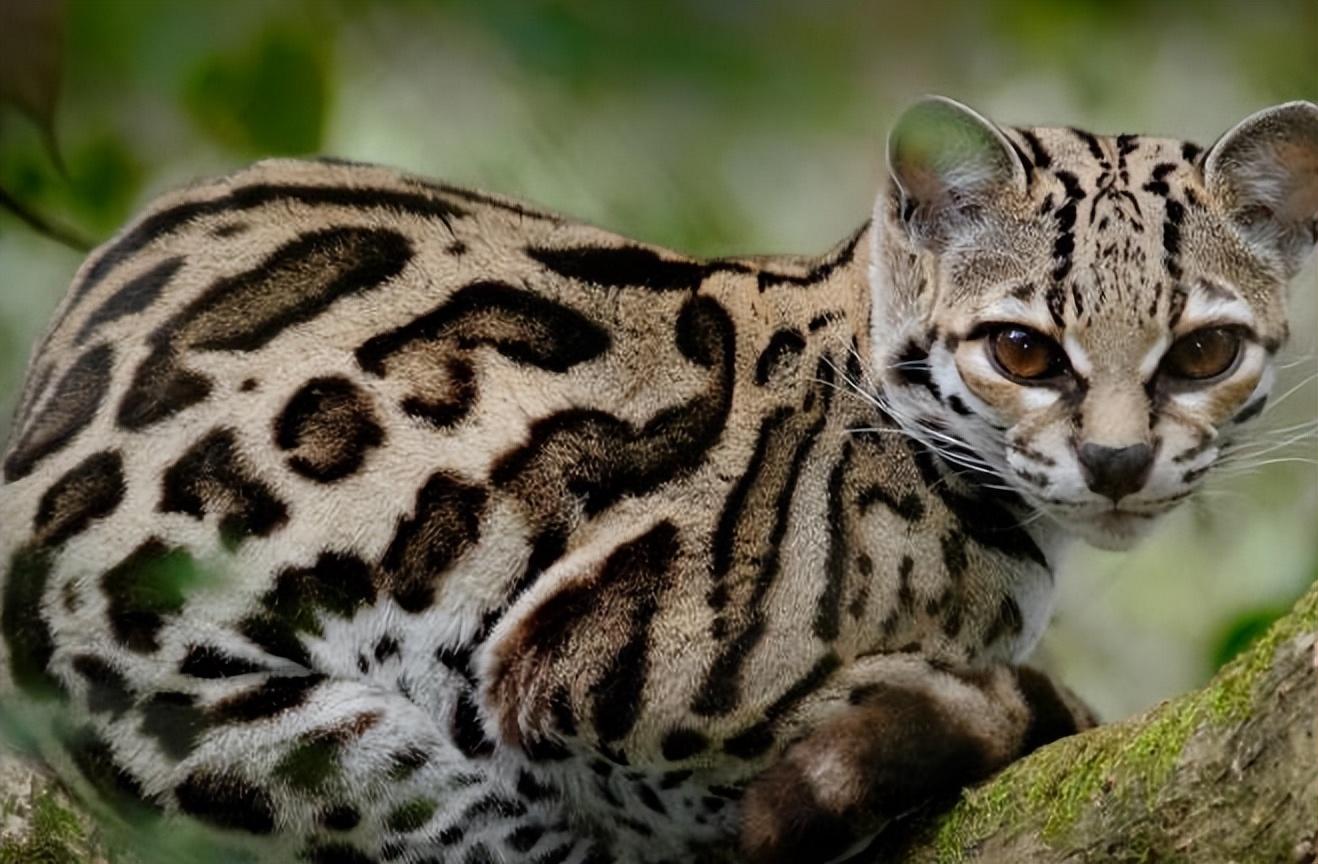 回顾:男孩收养豹猫幼崽,1年后遭叔母殴打,豹猫护主将其咬伤