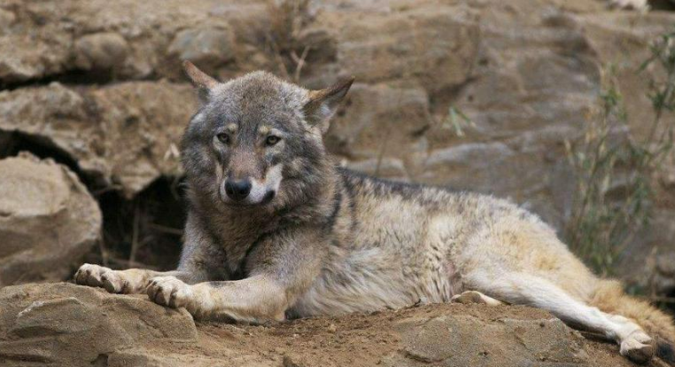 回顾男子救受伤野狼2年后山中被狩猎者拿枪打伤野狼赶来相助