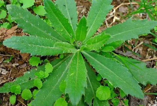 浑身带刺的野草,千万别错过,是城里能卖10元一斤的高钙菜