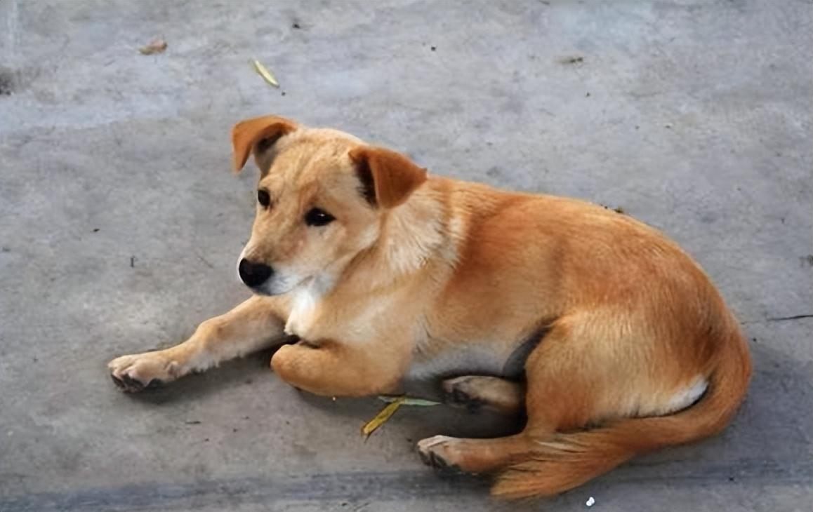 回顾男子救中华田园犬细心照料半年后田园犬帮其找到媳妇
