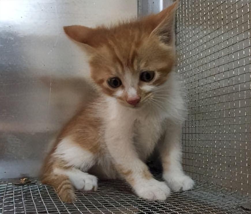 回顾老人救狸花猫幼崽2年后街上遭人殴打狸花猫将打人者咬伤