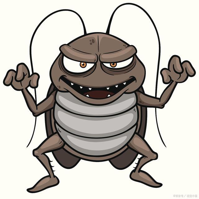 蟑螂内脏图片