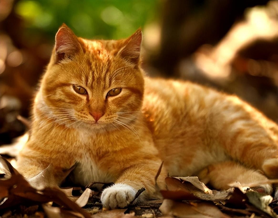 回顾老人救狸花猫幼崽2年后街上遭人殴打狸花猫将打人者咬伤