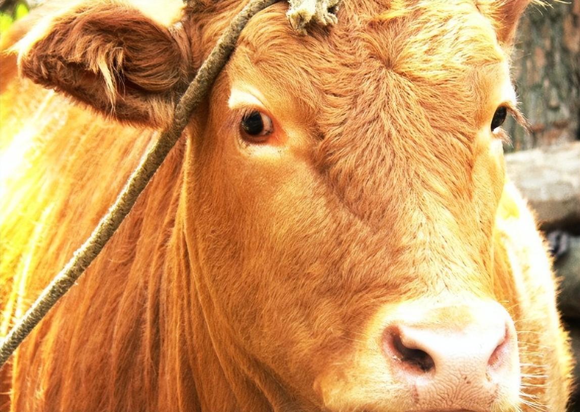 小黄牛生病欲被丢荒郊野外,男子将其带回家救治