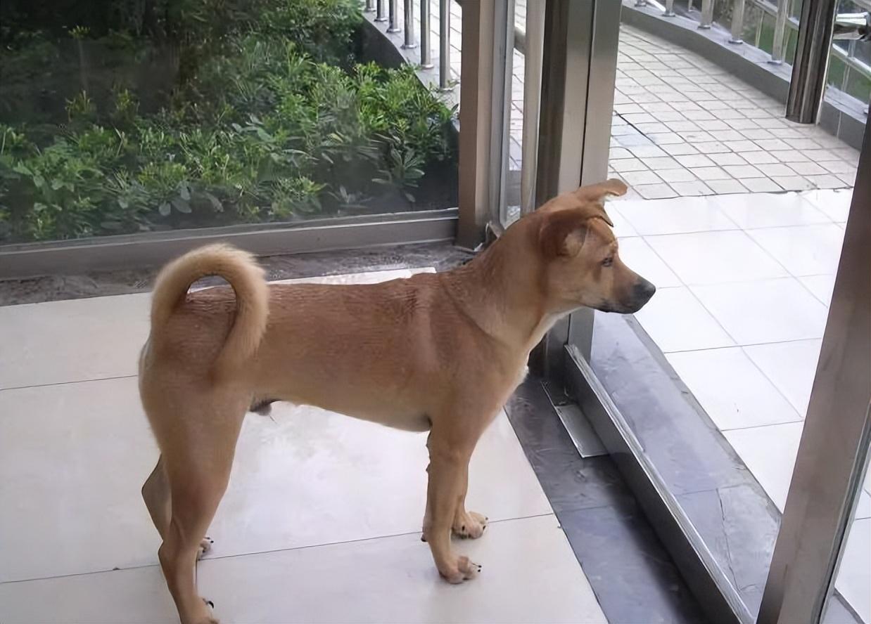 回顾男子救中华田园犬细心照料半年后田园犬帮其找到媳妇