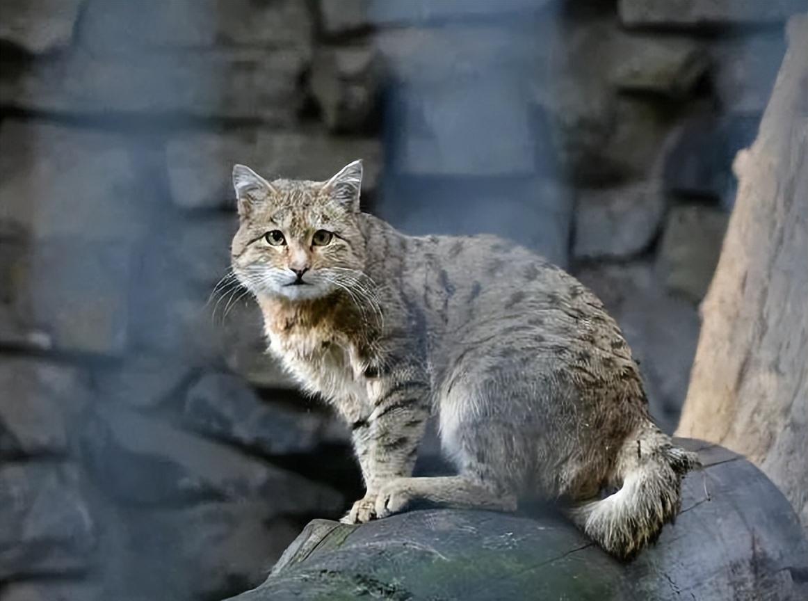 回顾:男孩收养荒漠猫,1年后遭同学殴打,荒漠猫将打人者咬伤