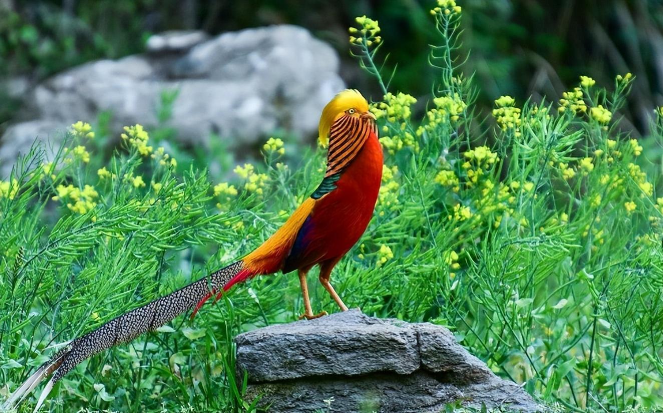 回顾男子收养红腹锦鸡1年后红腹锦鸡在果园繁殖致水果大卖
