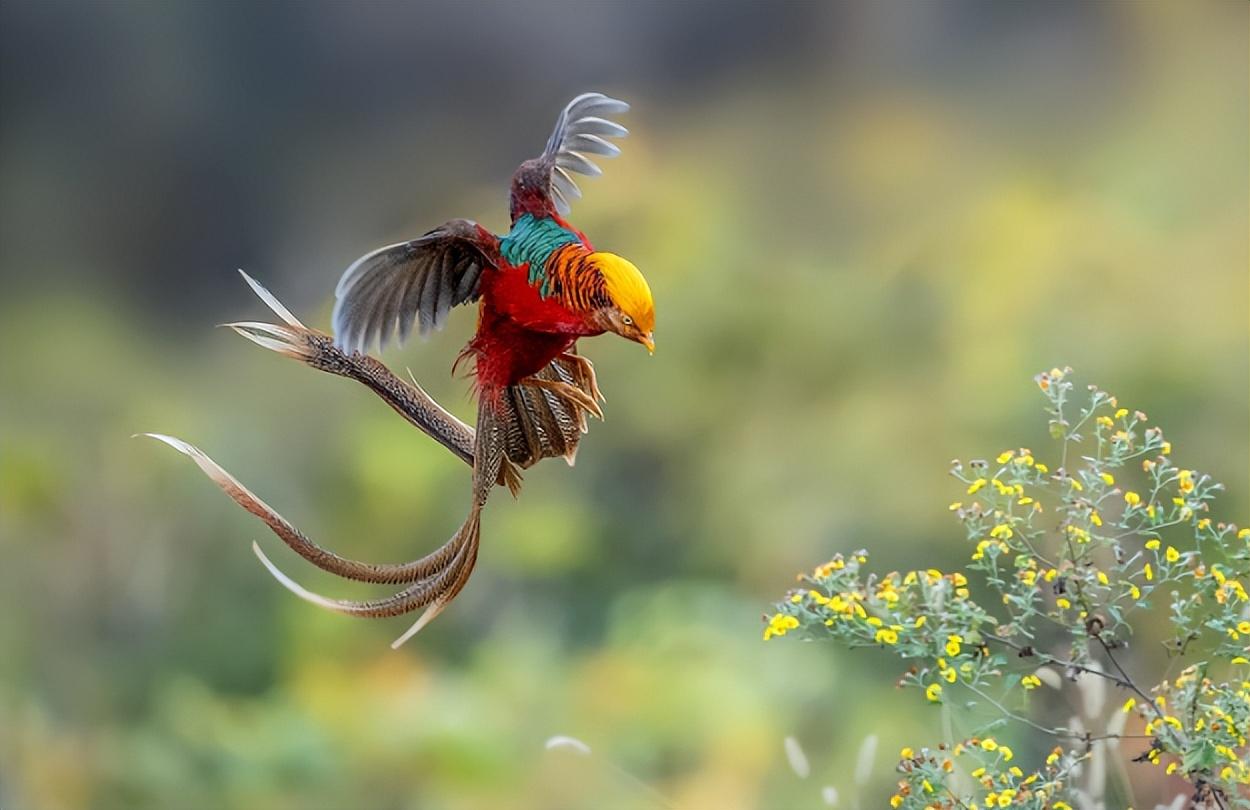 回顾男子收养红腹锦鸡1年后红腹锦鸡在果园繁殖致水果大卖