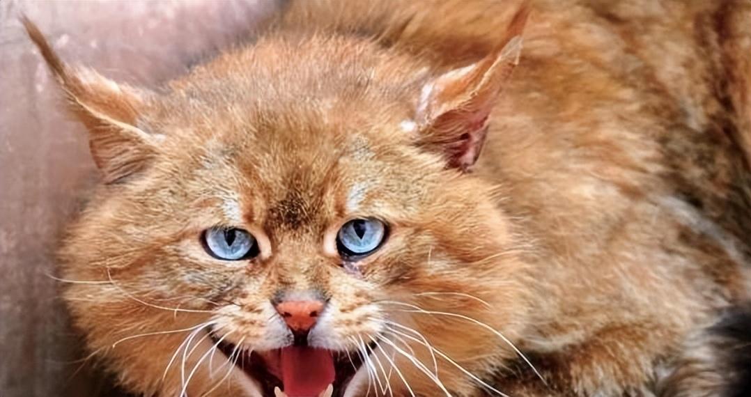 回顾男孩收养荒漠猫1年后遭同学殴打荒漠猫将打人者咬伤