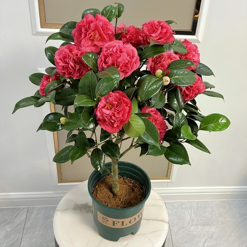 "顶级"茶花克瑞墨,一开就是小半年