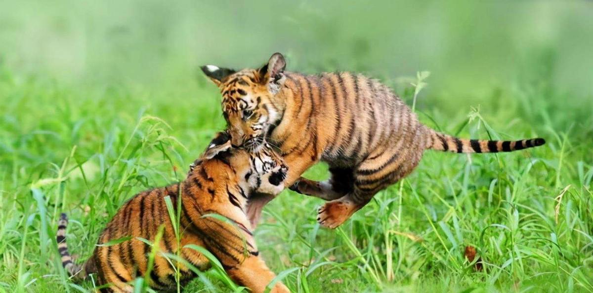 回顾中国送到非洲放养的5只华南虎如今还剩几只回国了吗