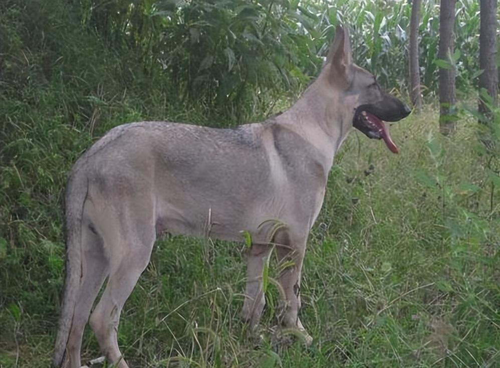 回顾男子花钱买狼青犬幼崽3年后遇生命危险狼青犬赶来相救