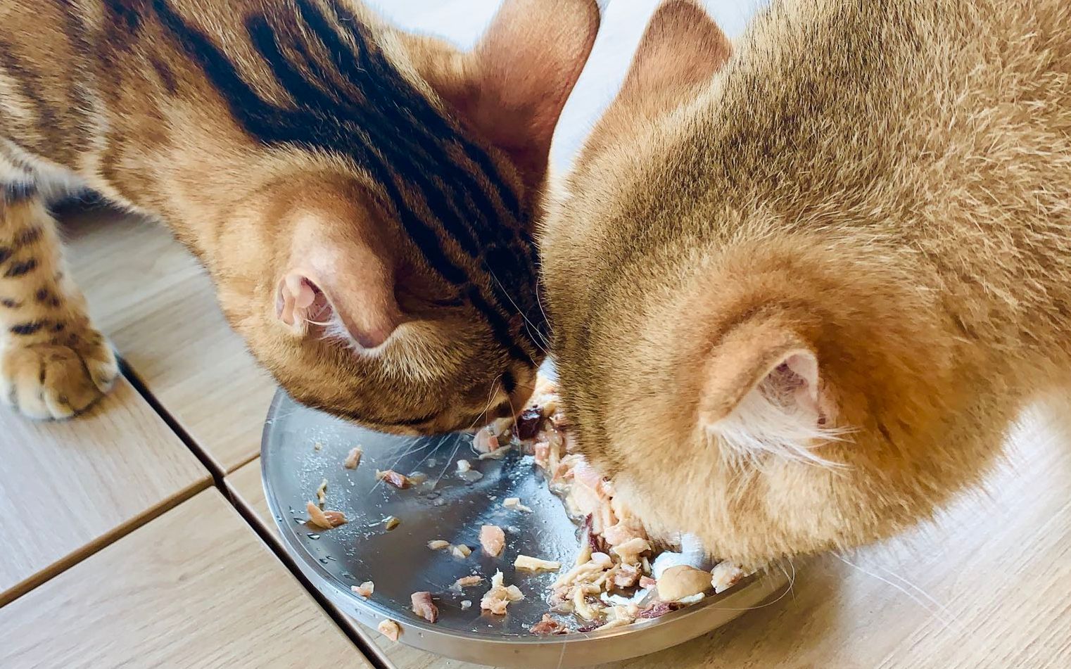 猫咪这些行为,常被误解成"讨厌你",实则是爱你的表现!