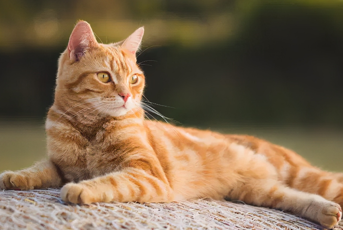 回顾老人救狸花猫幼崽2年后街上遭人殴打狸花猫将打人者咬伤