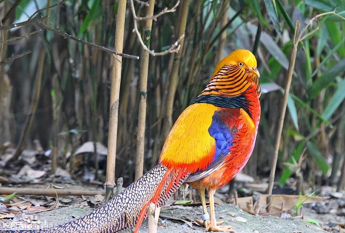 回顾:男子收养红腹锦鸡,1年后红腹锦鸡在果园繁殖,致水果大卖