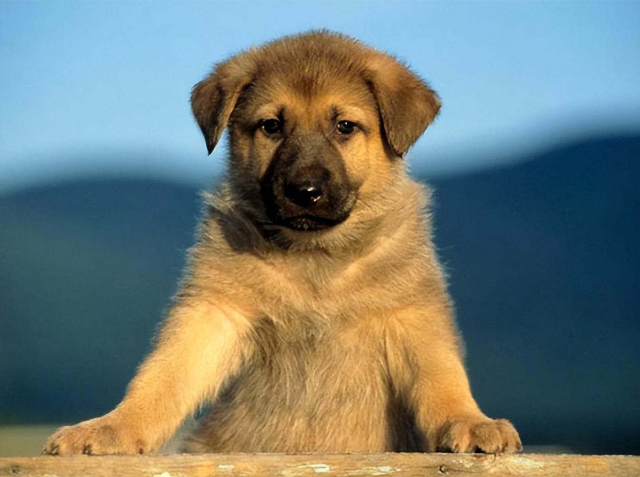 回顾男子救中华田园犬细心照料半年后田园犬帮其找到媳妇