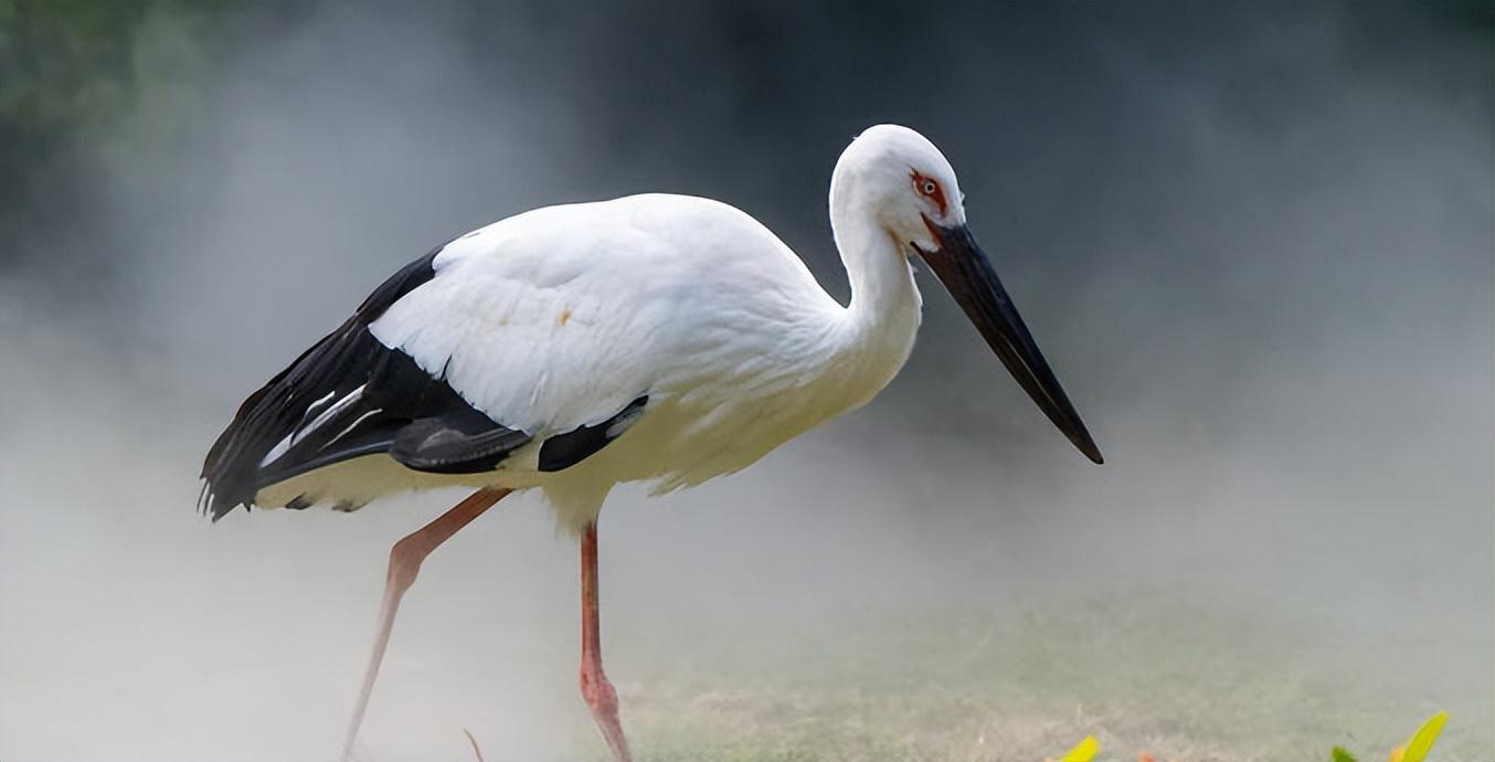 回顾男子救下东方白鹳2年后儿子遭人打东方白鹳赶来将其啄伤