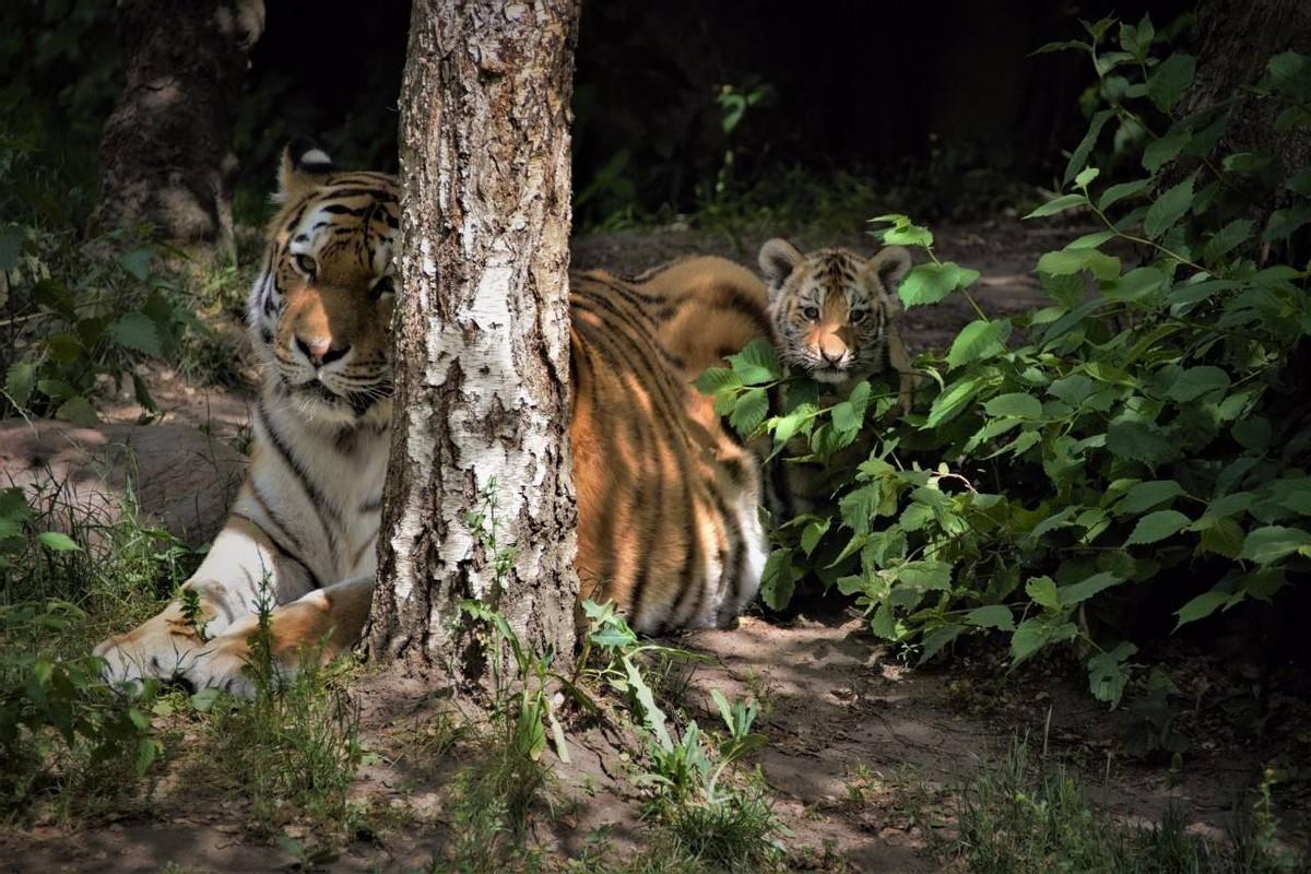 回顾:中国送到非洲放养的5只华南虎,如今还剩几只?回国了吗