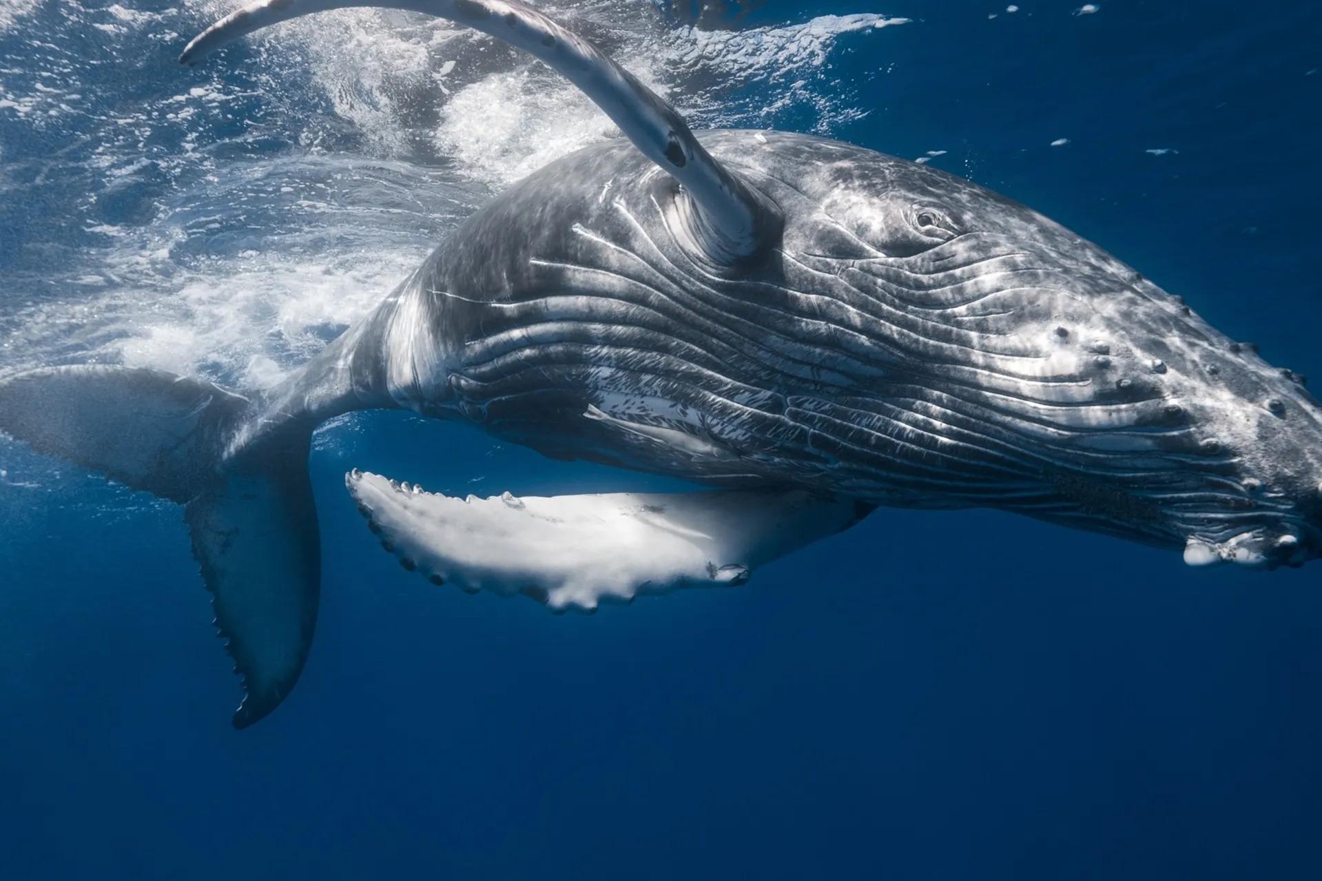 回顾被鲸吃掉是什么体验美国女子误入鲸口被嫌弃的吐了出来