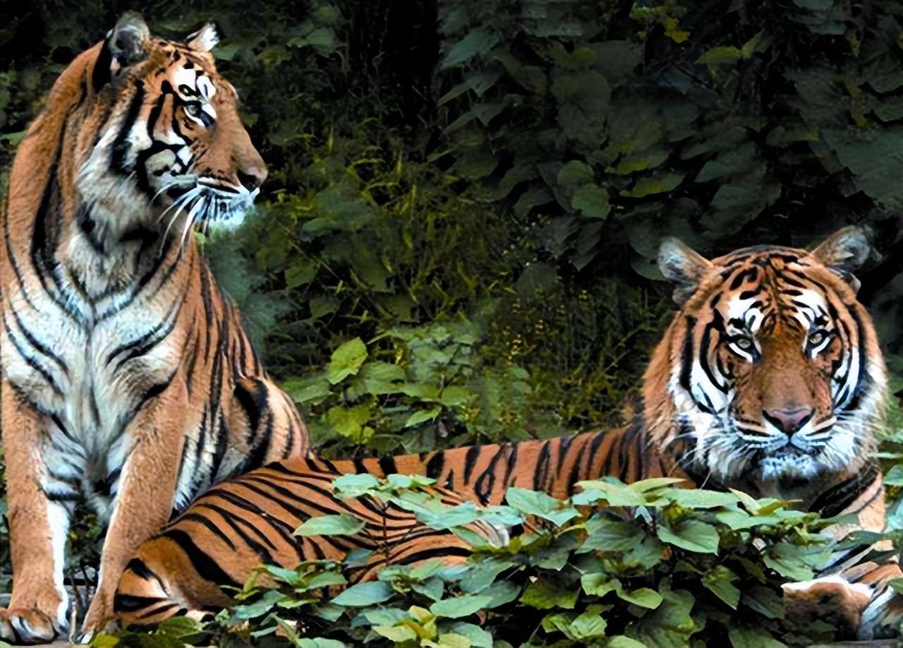 回顾中国送到非洲放养的5只华南虎如今还剩几只回国了吗