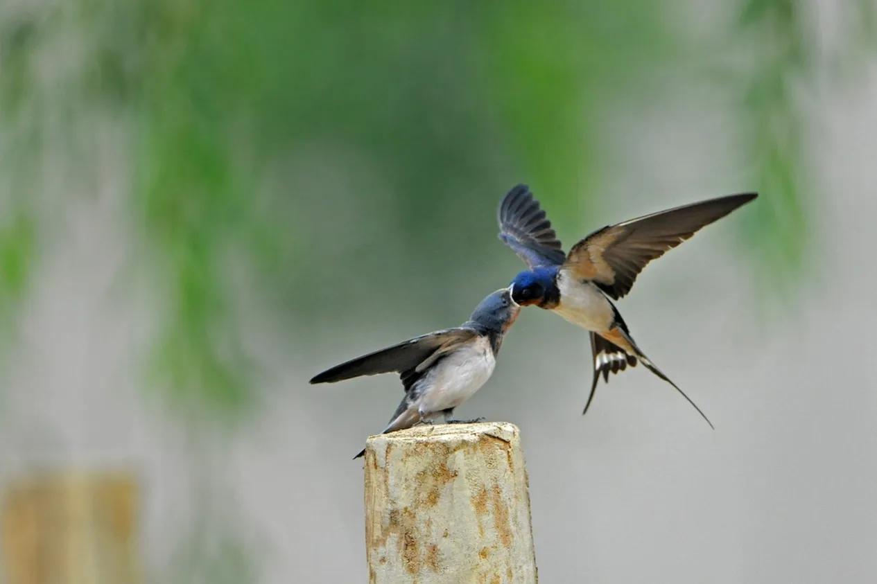燕子属于雀形目,是典型的迁徙鸟,它们身躯弱小,细长,外表可爱,羽毛