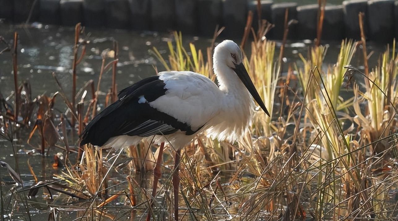 壁纸 动物 鸟 鸟类 摄影 桌面 1286_716