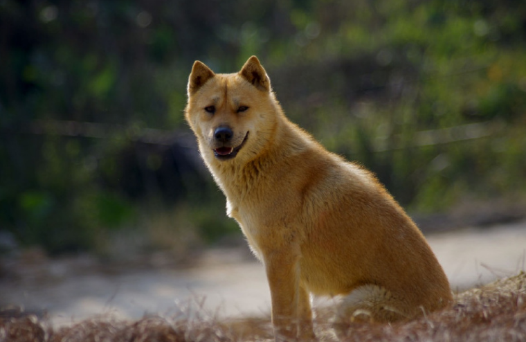 回顾男子救中华田园犬细心照料半年后田园犬帮其找到媳妇