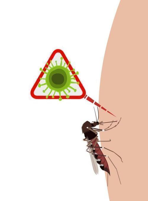 什么血型招蚊子图片