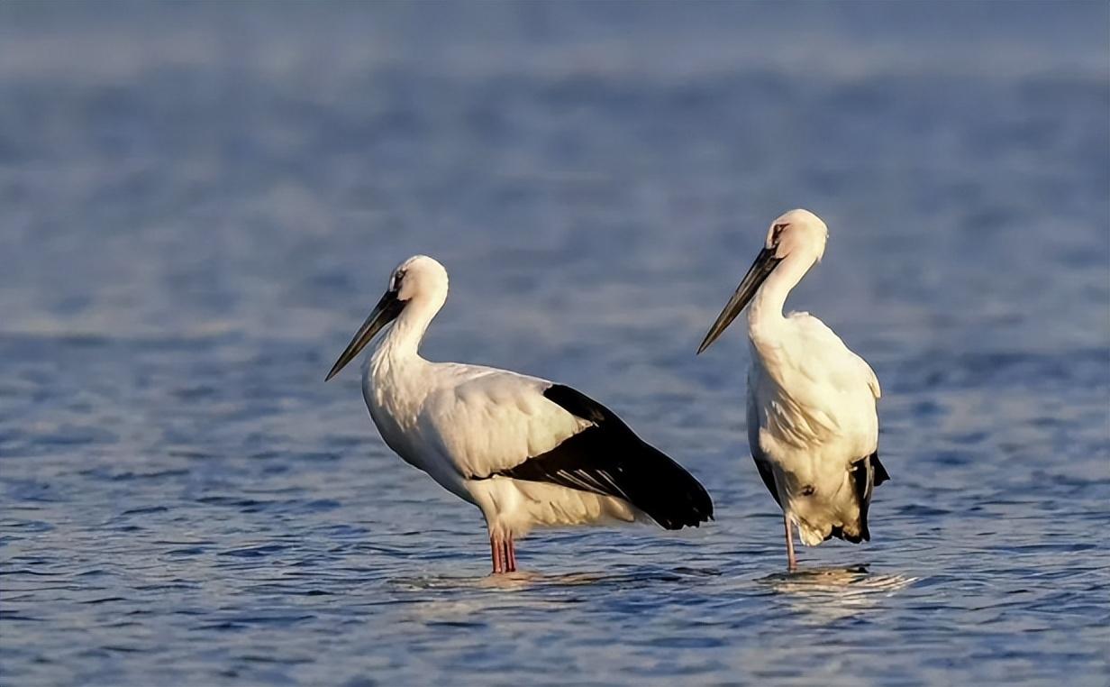 壁纸 动物 鸟 鸟类 摄影 桌面 1232_762