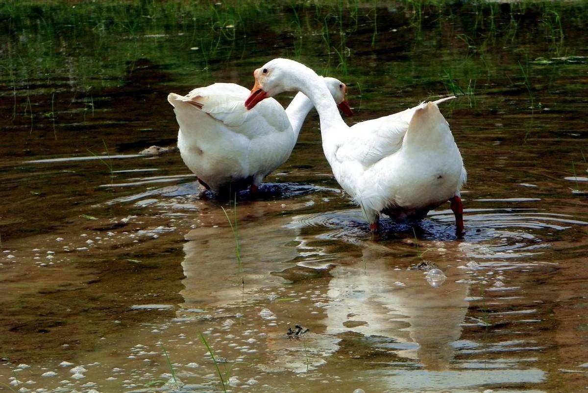 回顾为什么动物都怕鹅别被鹅的外表骗了它一直都是禽类刺客