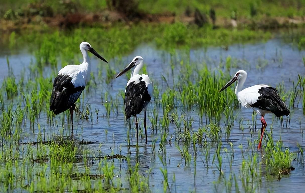 壁纸 鸟类 1216_770