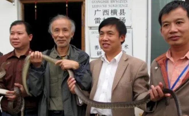 在此之后,陈远辉也没有放弃对莽山烙铁头蛇的研究,在2010年,陈远辉