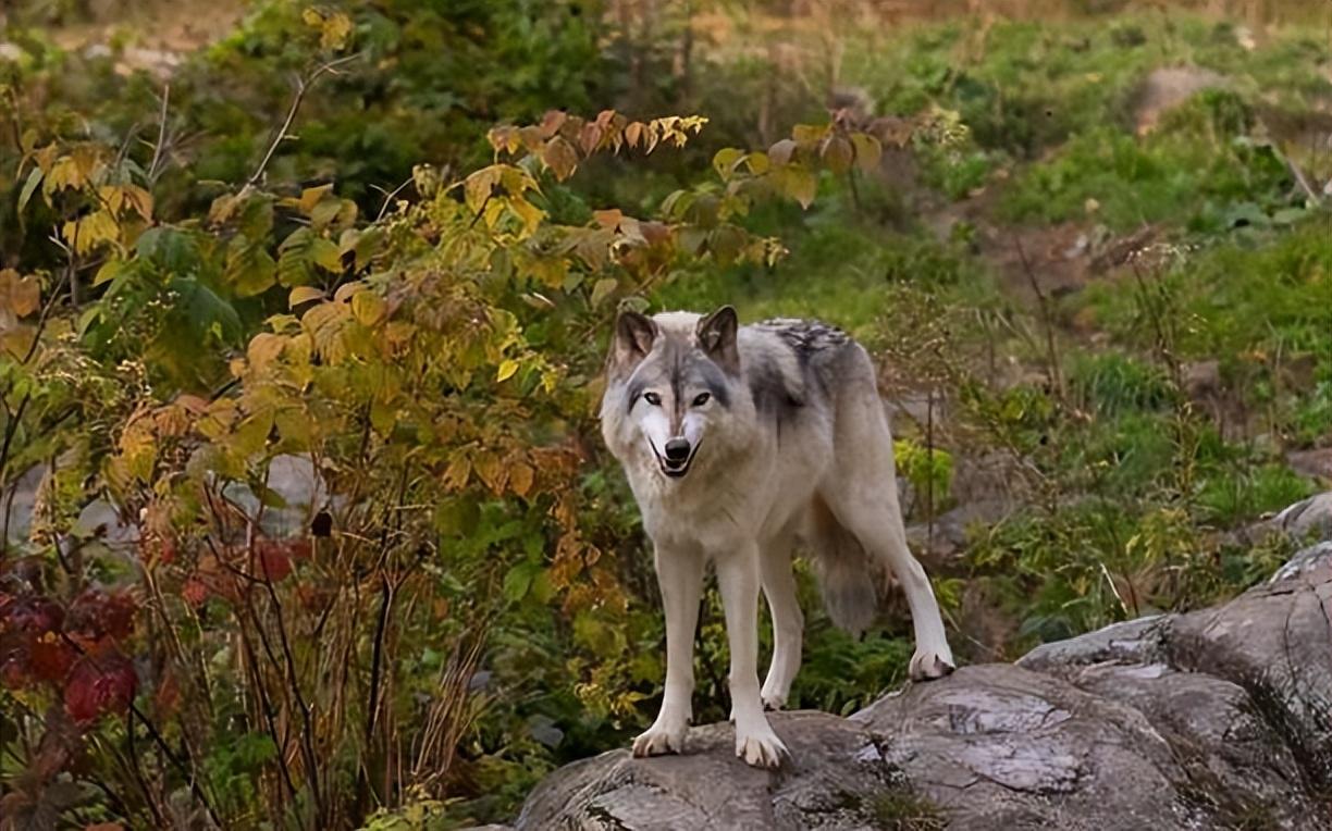回顾:男子救受伤野狼,2年后山中被狩猎者拿枪打伤,野狼赶来相助