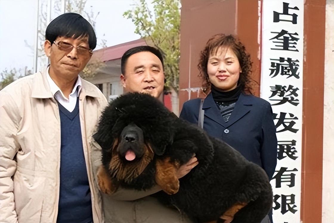 养它的主人名叫王占奎,这位老兄把藏獒捧成了神犬,战斗力无敌,一生
