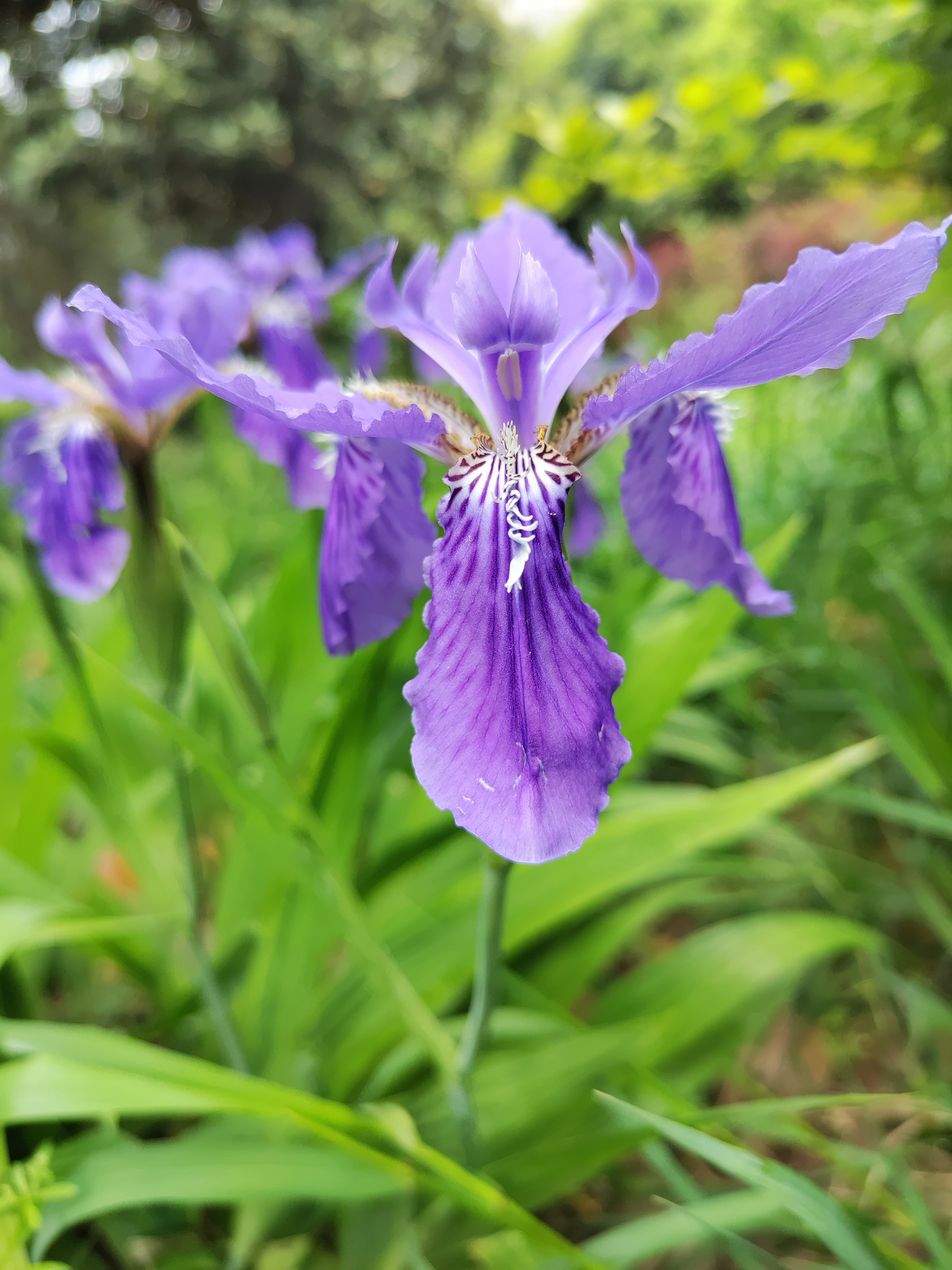 恋爱的使者--鸢尾花 花语:爱情和友谊,希望,童话 别名:乌鸢,扁竹花