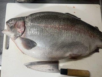 热血运动季# 虹鳟鱼见多了,这么丰满的虹鳟你们见过吗?#路亚钓鱼