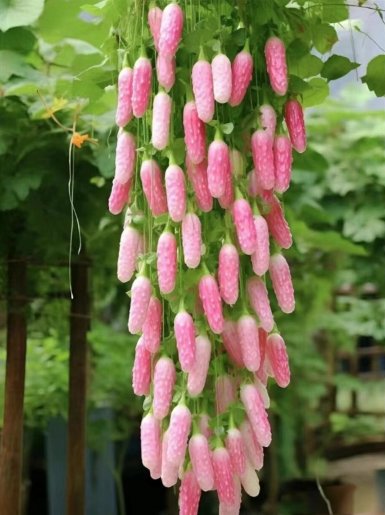 它是水果还是蔬菜,它既有着水果的特征,又有着蔬菜的特点,因此很难被