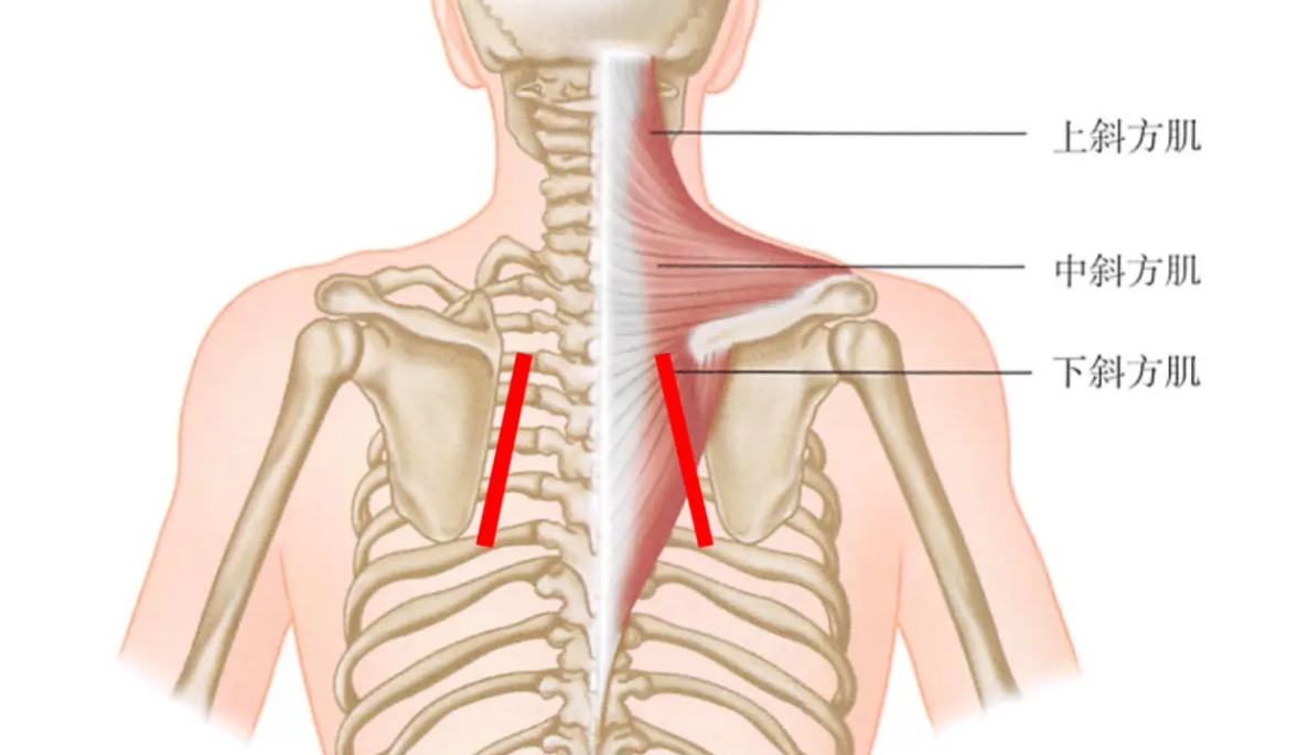 右肩胛骨位置图肩胛骨位置示意图肩胛骨内上角位置肩胛骨的准确位置图