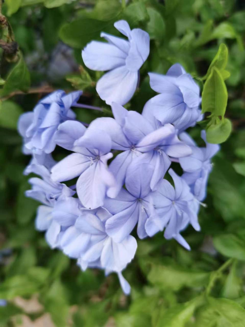 蓝花丹,又叫花绣球,蓝茉莉,一种常绿亚灌木,不太高,一米左右.