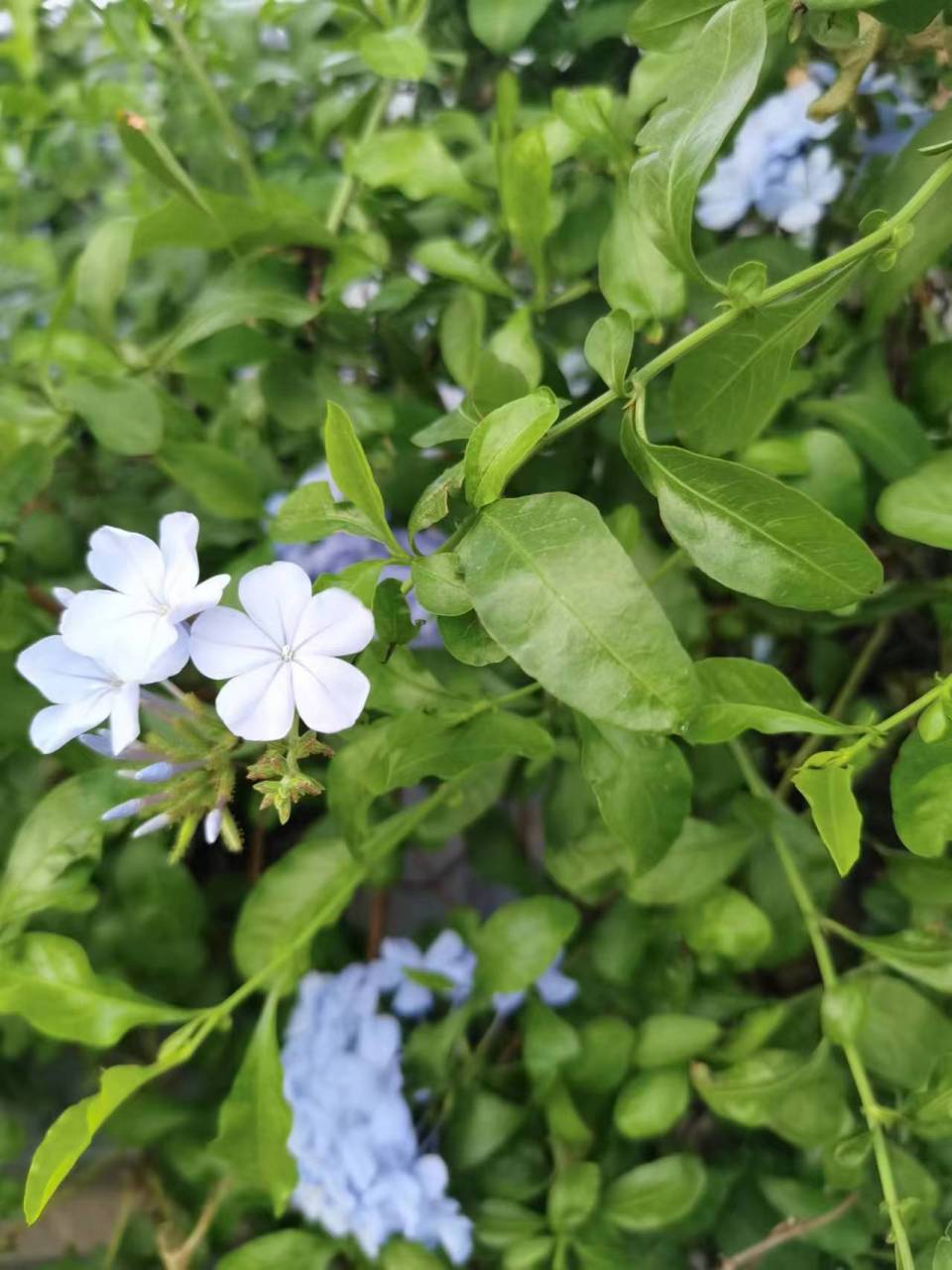 蓝花丹,又叫花绣球,蓝茉莉,一种常绿亚灌木,不太高,一米左右.