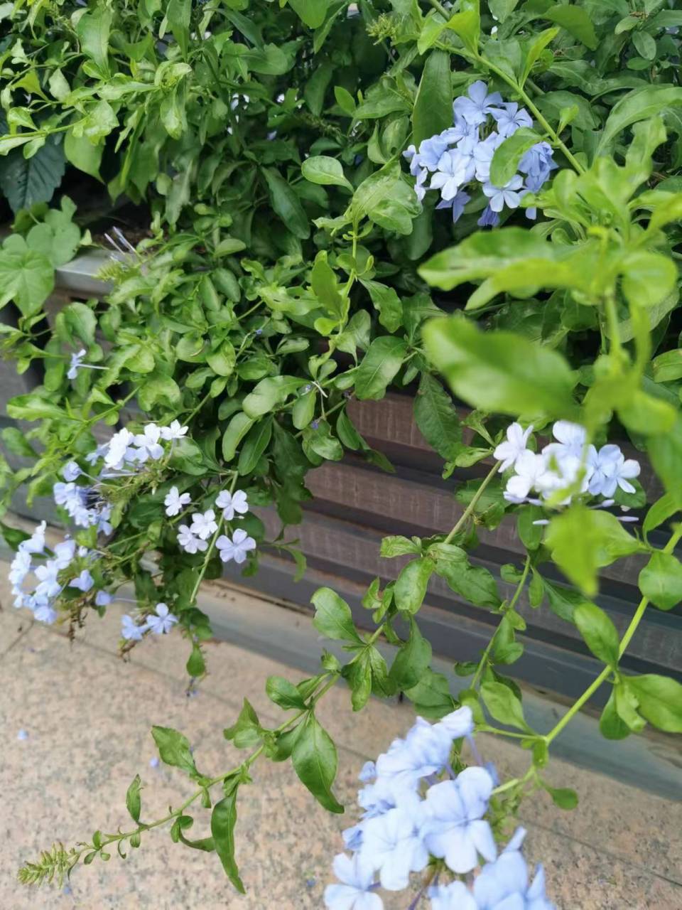 蓝花丹,又叫花绣球,蓝茉莉,一种常绿亚灌木,不太高,一米左右.