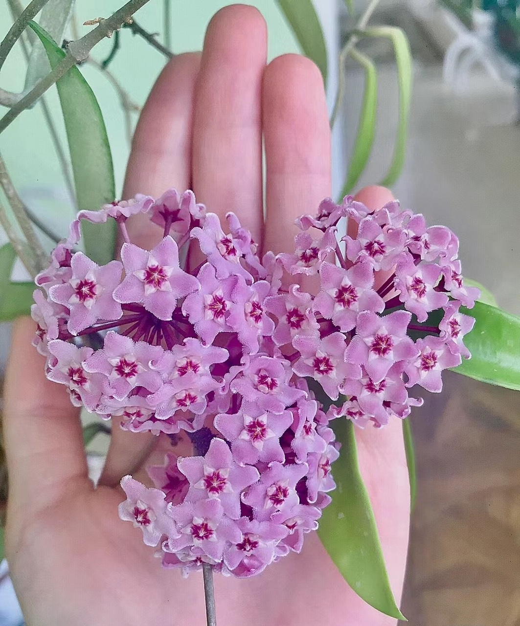 现在是繁花盛开的季节,一起来欣赏下"迷你贝尔"球兰的盛世美颜吧