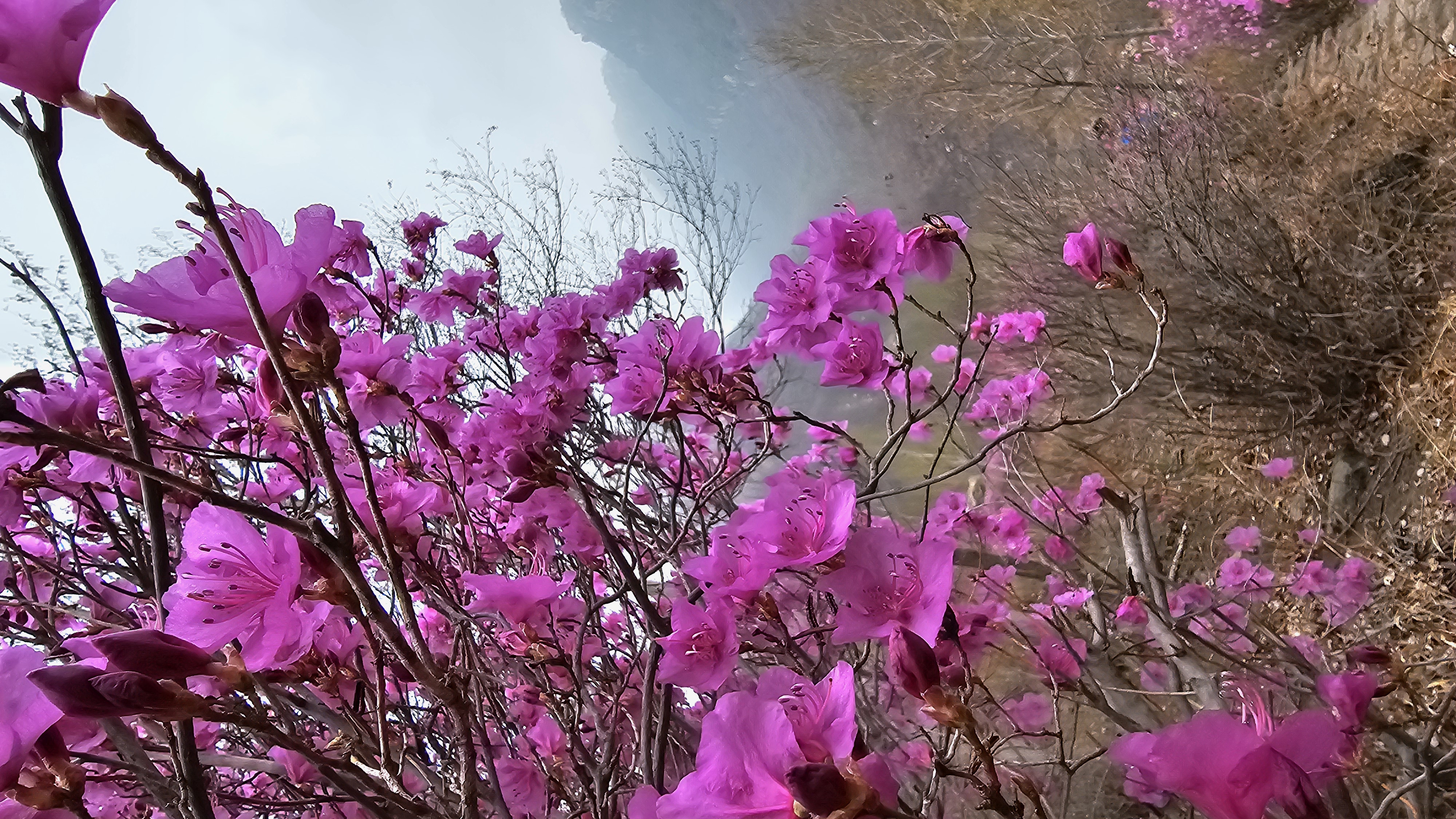 峡谷赏花图片