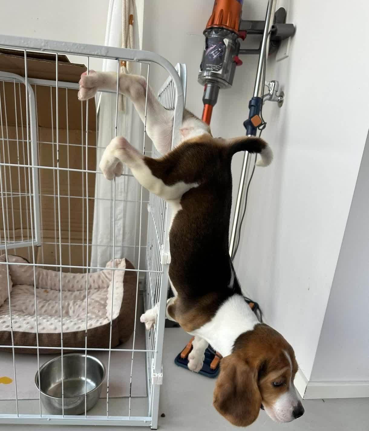 愚蠢的狗,越狱失败,把自己吊死了 网友:1.