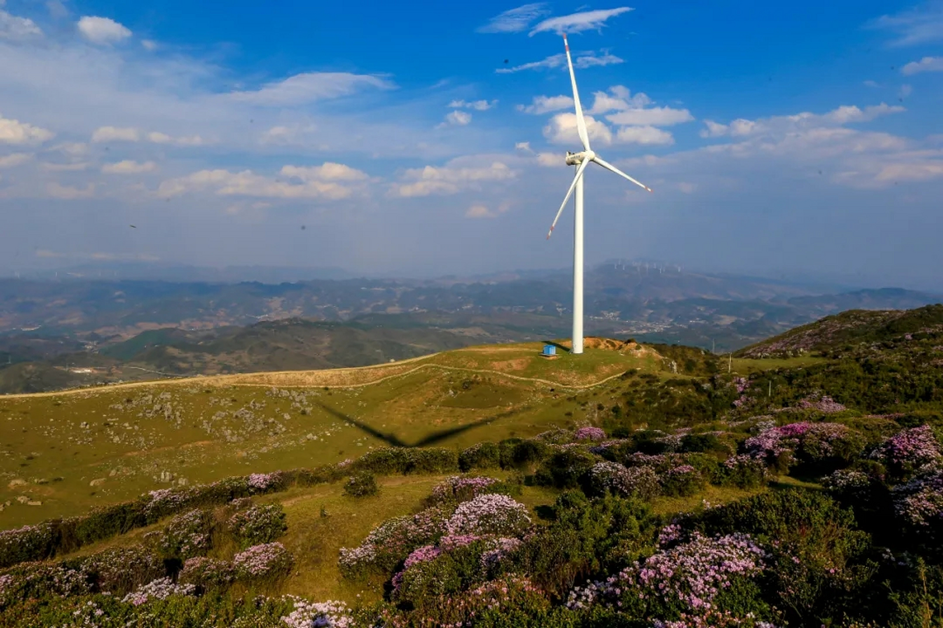 【百草坪:杜鹃花开美如画】近日,位于贵州省毕节市威宁板底乡的百草坪
