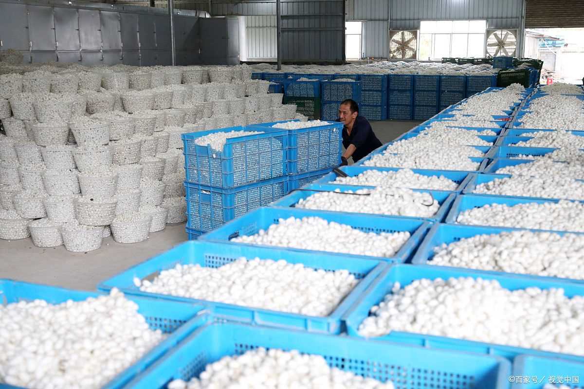 河南清丰白灵菇产地环境如何