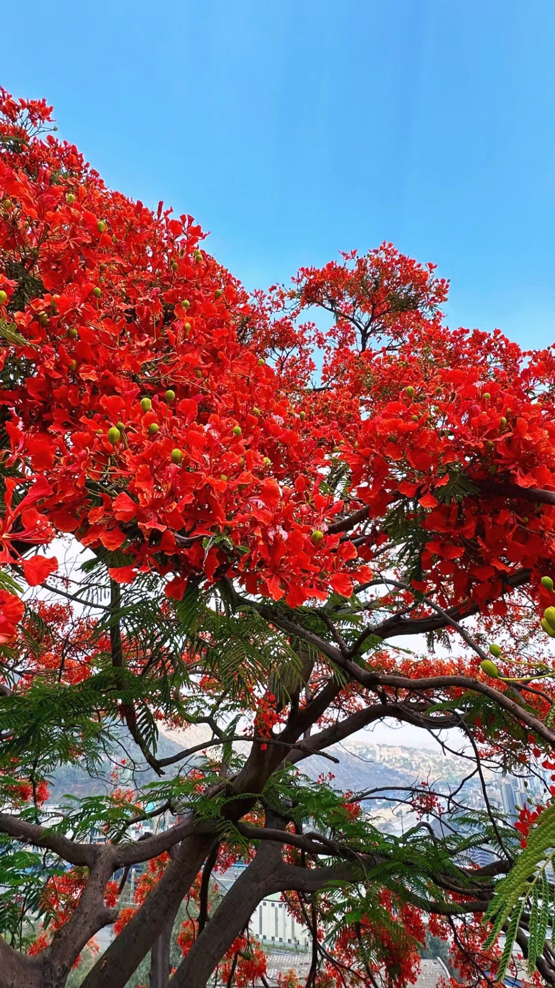 凤凰树花曾经的市树 有种热烈叫"攀枝花红"