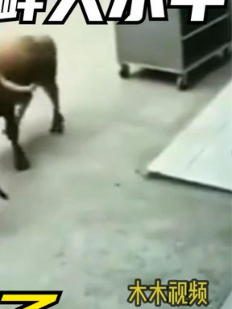 恶霸犬挑衅大水牛结果被顶飞逃走3