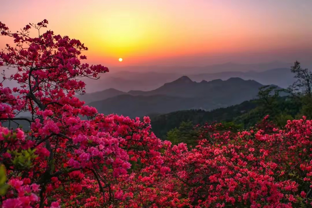 每年4,5月间,毗邻河南东南部的安徽金寨县境内漫山遍地开满映山红